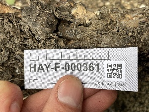  ( - HAY-F-005103)  @11 [ ] by-nc (2023) Damon Tighe Fungal Diversity Survey