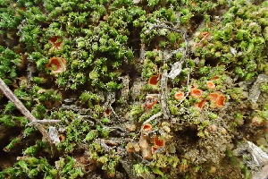  ( - HAY-F-005099)  @11 [ ] by-nc (2023) Damon Tighe Fungal Diversity Survey