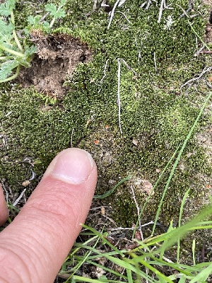  ( - HAY-F-005099)  @11 [ ] by-nc (2023) Damon Tighe Fungal Diversity Survey