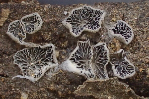  ( - HAY-F-005103)  @11 [ ] by-nc (2023) Damon Tighe Fungal Diversity Survey