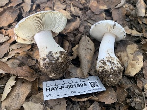  (Leucoagaricus amanitoides - HAY-F-001594)  @11 [ ] by-nc (2023) Bat Vardeh Fungal Diversity Survey
