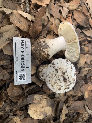  ( - HAY-F-001594)  @11 [ ] by-nc (2023) Bat Vardeh Fungal Diversity Survey