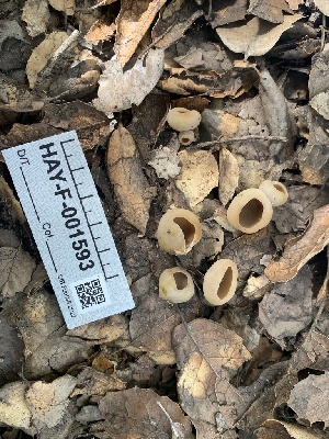  (Paragalactinia - HAY-F-001593)  @11 [ ] by-nc (2023) Bat Vardeh Fungal Diversity Survey