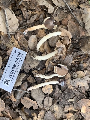  (Helvella sp. CA06 - HAY-F-001592)  @11 [ ] by-nc (2023) Bat Vardeh Fungal Diversity Survey