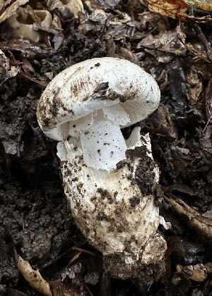  ( - LA-F-000085)  @11 [ ] c (2023) Rudy Diaz Fungal Diversity Survey