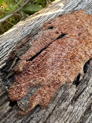  ( - HAY-F-002746)  @11 [ ] c (2023) Rudy Diaz Fungal Diversity Survey
