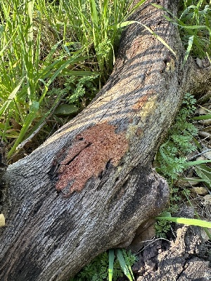  (Ceriporia sp. CA01 - HAY-F-002746)  @11 [ ] c (2023) Rudy Diaz Fungal Diversity Survey