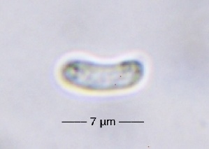  ( - HAY-F-002746)  @11 [ ] c (2023) Rudy Diaz Fungal Diversity Survey