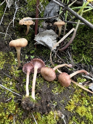  ( - HAY-F-005208)  @11 [ ] c (2023) Rudy Diaz Fungal Diversity Survey