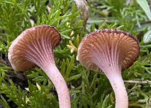  ( - HAY-F-005208)  @11 [ ] c (2023) Rudy Diaz Fungal Diversity Survey