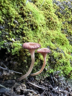  ( - HAY-F-005208)  @11 [ ] c (2023) Rudy Diaz Fungal Diversity Survey