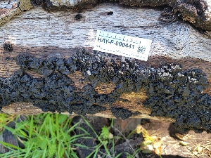  ( - HAY-F-000441)  @11 [ ] by-nc (2023) Harte Singer Fungal Diversity Survey