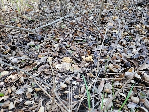  ( - HAY-F-000445)  @11 [ ] by-nc (2023) Harte Singer Fungal Diversity Survey