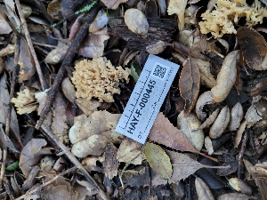  ( - HAY-F-000445)  @11 [ ] by-nc (2023) Harte Singer Fungal Diversity Survey