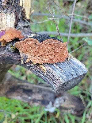  ( - HAY-F-000446)  @11 [ ] by-nc (2023) Harte Singer Fungal Diversity Survey