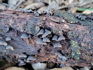  ( - HAY-F-000447)  @11 [ ] by-nc (2023) Harte Singer Fungal Diversity Survey