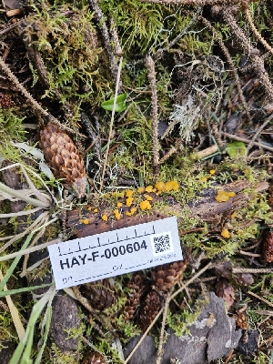  ( - HAY-F-000604)  @11 [ ] by (2023) Mandy Hackney Fungal Diversity Survey