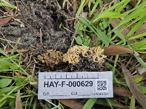  (Phaeoclavulina sp. CA05 - HAY-F-000629)  @11 [ ] by (2023) Mandy Hackney Fungal Diversity Survey