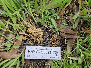  ( - HAY-F-000629)  @11 [ ] by (2023) Mandy Hackney Fungal Diversity Survey
