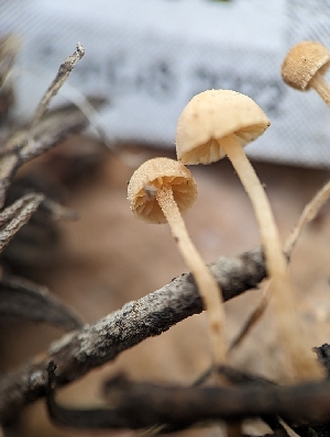  ( - HAY-F-002034)  @11 [ ] by-nc (2023) Stu Pickell Fungal Diversity Survey