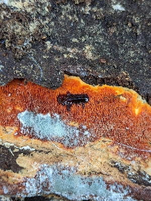  ( - HAY-F-002037)  @11 [ ] by-nc (2023) Stu Pickell Fungal Diversity Survey