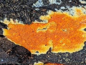  ( - HAY-F-002037)  @11 [ ] by-nc (2023) Stu Pickell Fungal Diversity Survey