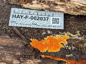  ( - HAY-F-002037)  @11 [ ] by-nc (2023) Stu Pickell Fungal Diversity Survey