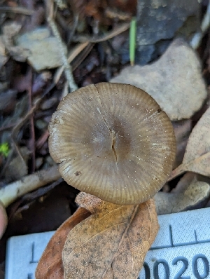  (Entoloma edulis - HAY-F-002041)  @11 [ ] by-nc (2023) Stu Pickell Fungal Diversity Survey