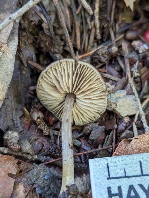  ( - HAY-F-002041)  @11 [ ] by-nc (2023) Stu Pickell Fungal Diversity Survey