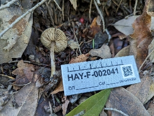  ( - HAY-F-002041)  @11 [ ] by-nc (2023) Stu Pickell Fungal Diversity Survey
