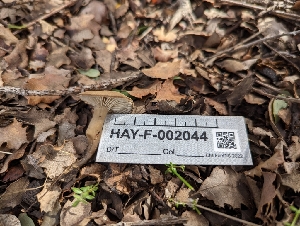  ( - HAY-F-002044)  @11 [ ] by-nc (2023) Stu Pickell Fungal Diversity Survey