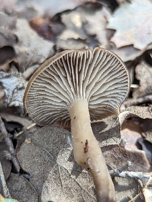  ( - HAY-F-002044)  @11 [ ] by-nc (2023) Stu Pickell Fungal Diversity Survey