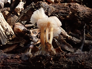  (Mycena albidolilacea - HAY-F-000467)  @11 [ ] by-nc (2023) Harte Singer Fungal Diversity Survey