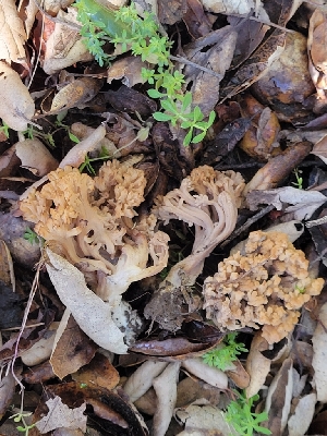  ( - HAY-F-000470)  @11 [ ] by-nc (2023) Harte Singer Fungal Diversity Survey