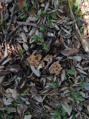  ( - HAY-F-000470)  @11 [ ] by-nc (2023) Harte Singer Fungal Diversity Survey