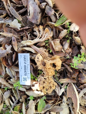  ( - HAY-F-000470)  @11 [ ] by-nc (2023) Harte Singer Fungal Diversity Survey