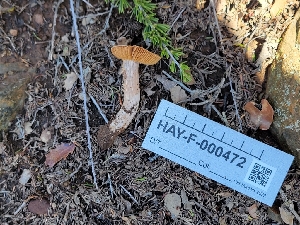  ( - HAY-F-000472)  @11 [ ] by-nc (2023) Harte Singer Fungal Diversity Survey