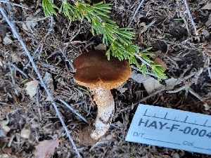  ( - HAY-F-000472)  @11 [ ] by-nc (2023) Harte Singer Fungal Diversity Survey