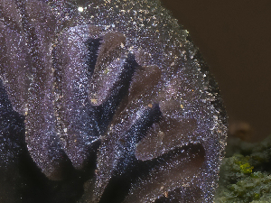  ( - HAY-F-002033)  @11 [ ] by-nc (2023) Stu Pickell Fungal Diversity Survey