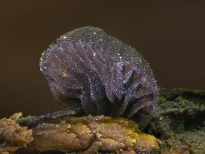  ( - HAY-F-002033)  @11 [ ] by-nc (2023) Stu Pickell Fungal Diversity Survey
