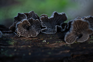  ( - HAY-F-000447)  @11 [ ] by-nc (2023) Harte Singer Fungal Diversity Survey