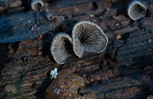  ( - HAY-F-000447)  @11 [ ] by-nc (2023) Harte Singer Fungal Diversity Survey