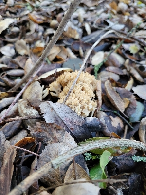  ( - HAY-F-000445)  @11 [ ] by-nc (2023) Harte Singer Fungal Diversity Survey