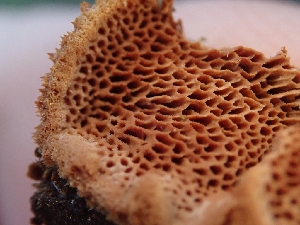  ( - HAY-F-000446)  @11 [ ] by-nc (2023) Harte Singer Fungal Diversity Survey