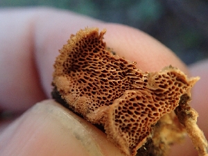  ( - HAY-F-000446)  @11 [ ] by-nc (2023) Harte Singer Fungal Diversity Survey