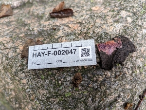  ( - HAY-F-002047)  @11 [ ] by-nc (2023) Stu Pickell Fungal Diversity Survey