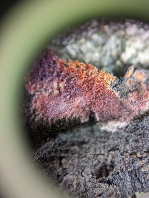  ( - HAY-F-002047)  @11 [ ] by-nc (2023) Stu Pickell Fungal Diversity Survey