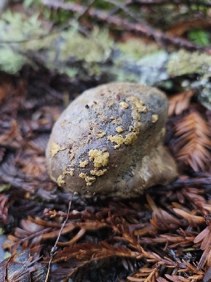  ( - HAY-F-000686)  @11 [ ] by (2023) Mandy Hackney Fungal Diversity Survey
