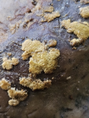  ( - HAY-F-000686)  @11 [ ] by (2023) Mandy Hackney Fungal Diversity Survey