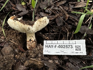  (Lepiota sp. CA03 - HAY-F-002573)  @11 [ ] c (2023) Rudy Diaz Fungal Diversity Survey